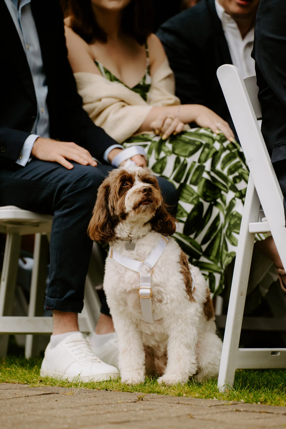 Dsc02050 Cockapoo sitting among wedding guests at an outdoor ceremony.