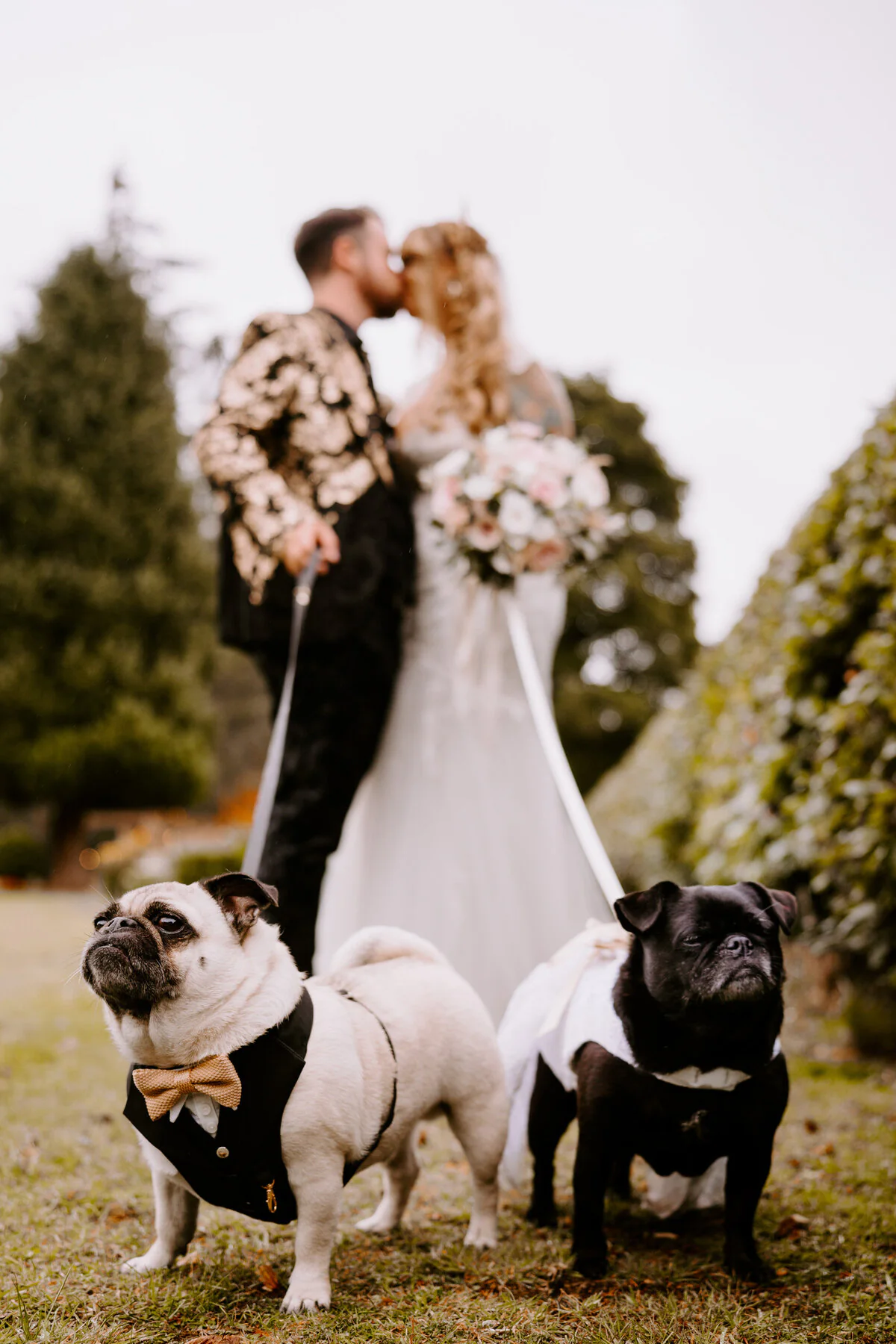A7306912 7 Two pugs in outfits photobombing a couple's kiss.